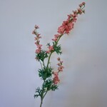 RIDDERSPOOR | LROZE | 86 CM