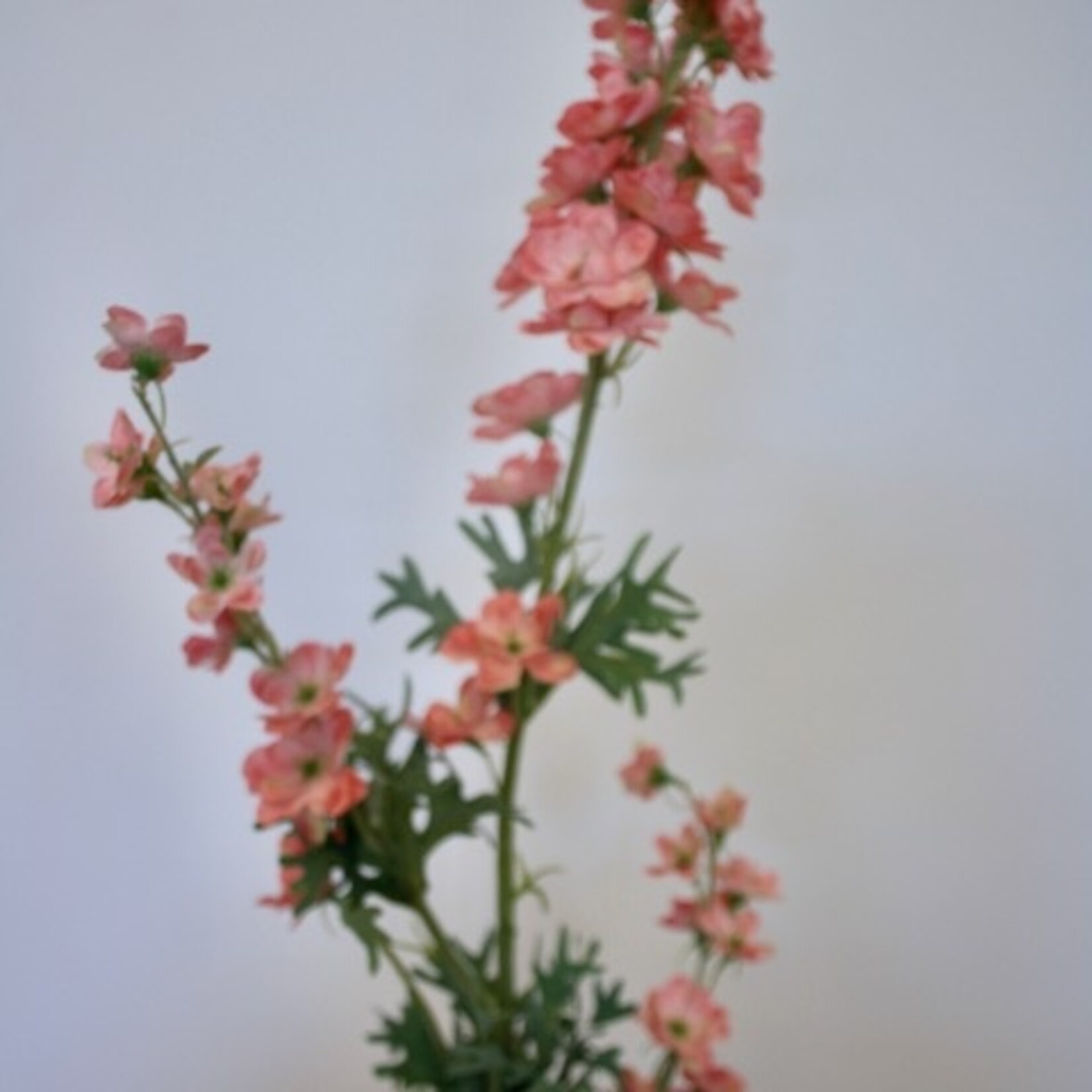 RIDDERSPOOR | LROZE | 86 CM