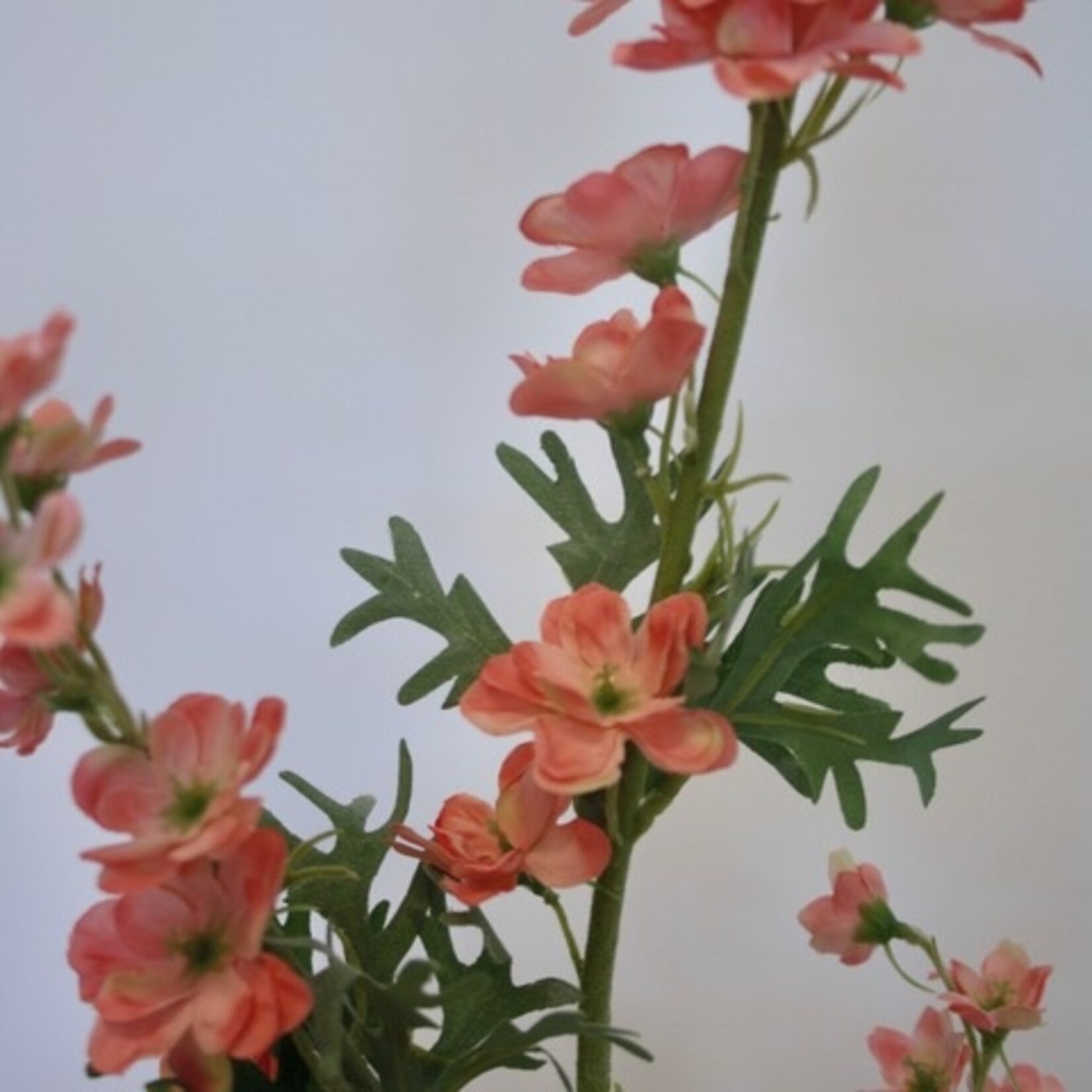 RIDDERSPOOR | LROZE | 86 CM