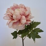 PIOENROOS | OUD ROZE | 55 CM