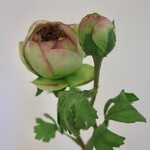 RANONKEL | GROEN/ROZE | 45 CM