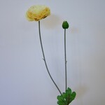 RANUNCULUS | YELLOW | 62 CM