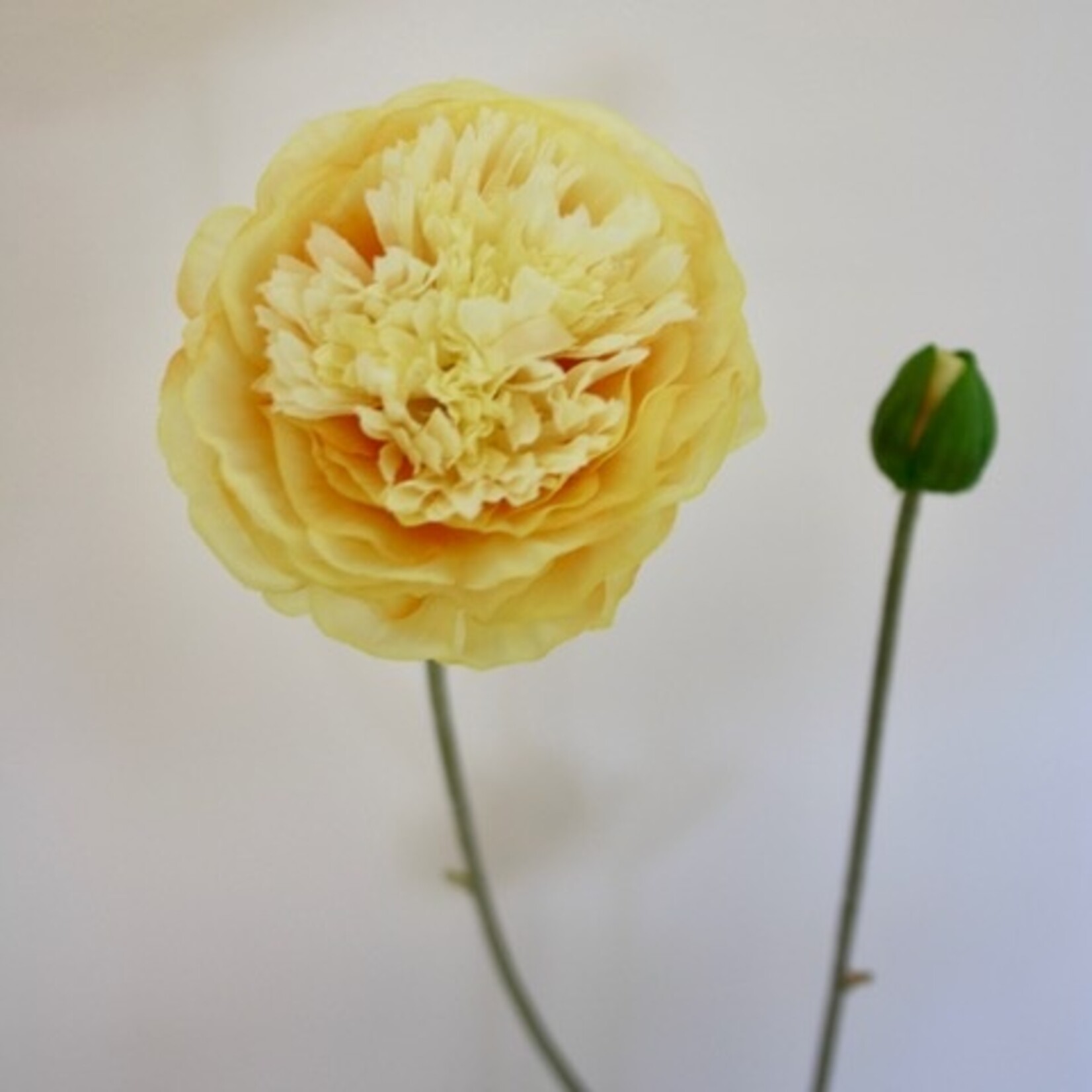 RANONKEL CLOONY | GEEL | 62 CM