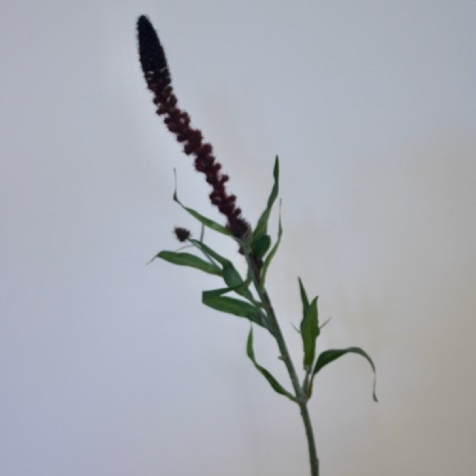 PUNCTATA | BURGUNDY | 70 CM