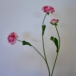 RANONKEL X3| ROZE WIT| 65 CM