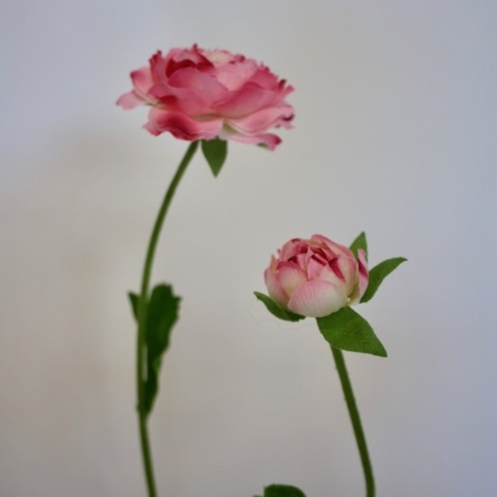 RANUNCULUS X3 | PINK WHITE | 65 CM