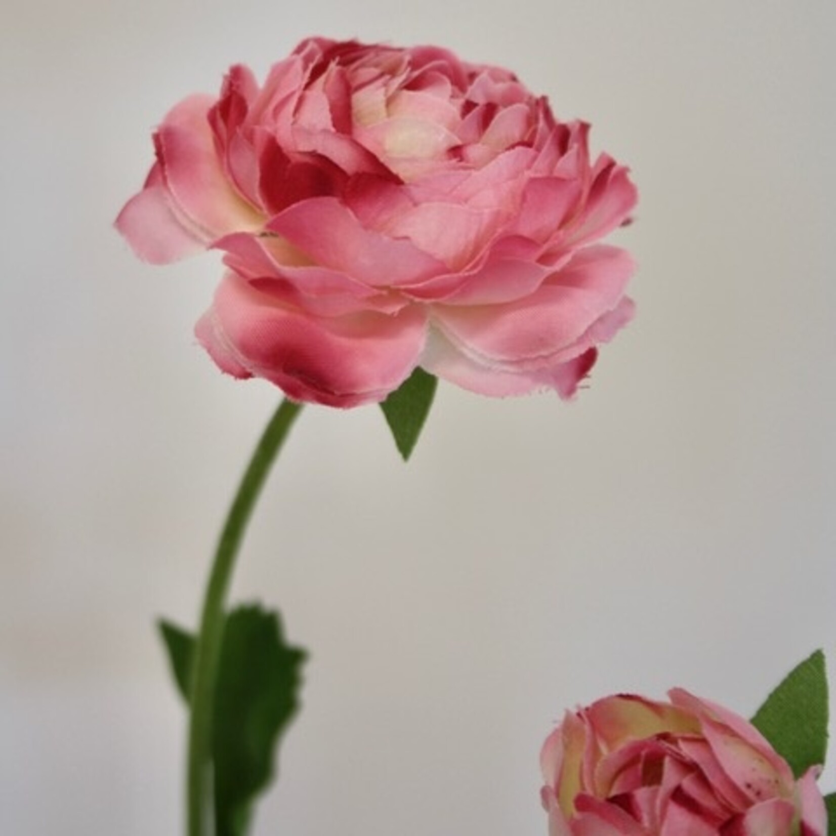 RANUNCULUS X3 | PINK WHITE | 65 CM