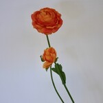 RANUNCULUS X2 | ORANGE | 54 CM