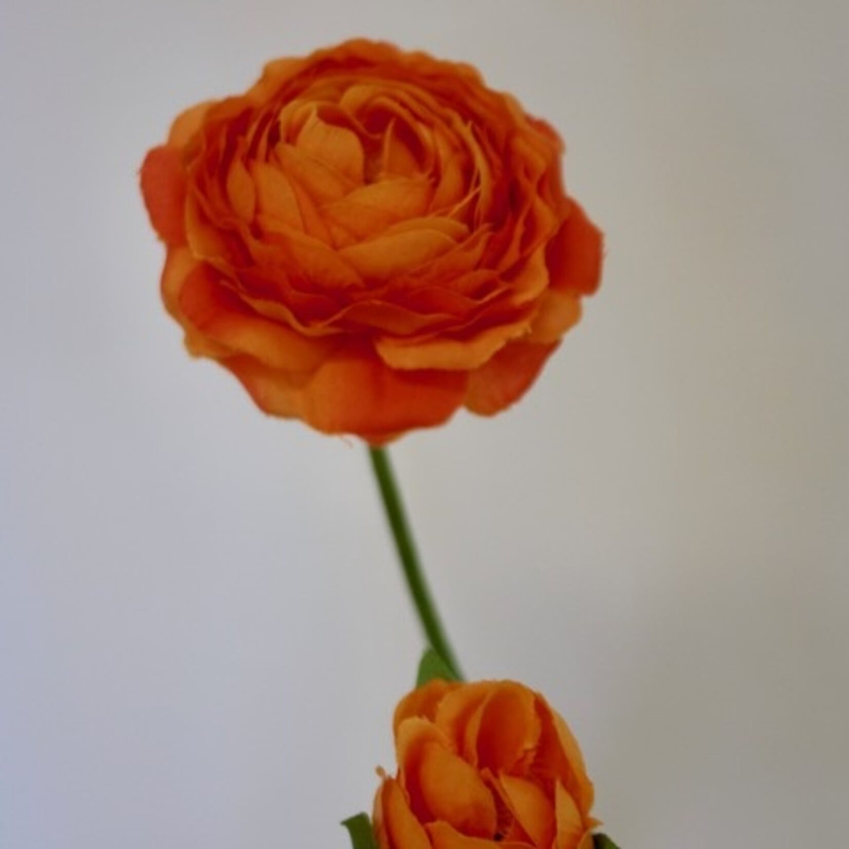 RANONKEL X2 | ORANJE | 54 CM