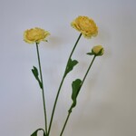 RANUNCULUS X3 | YELLOW | 65 CM