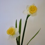 NARCISSUS | YELLOW WHITE | 43 CM