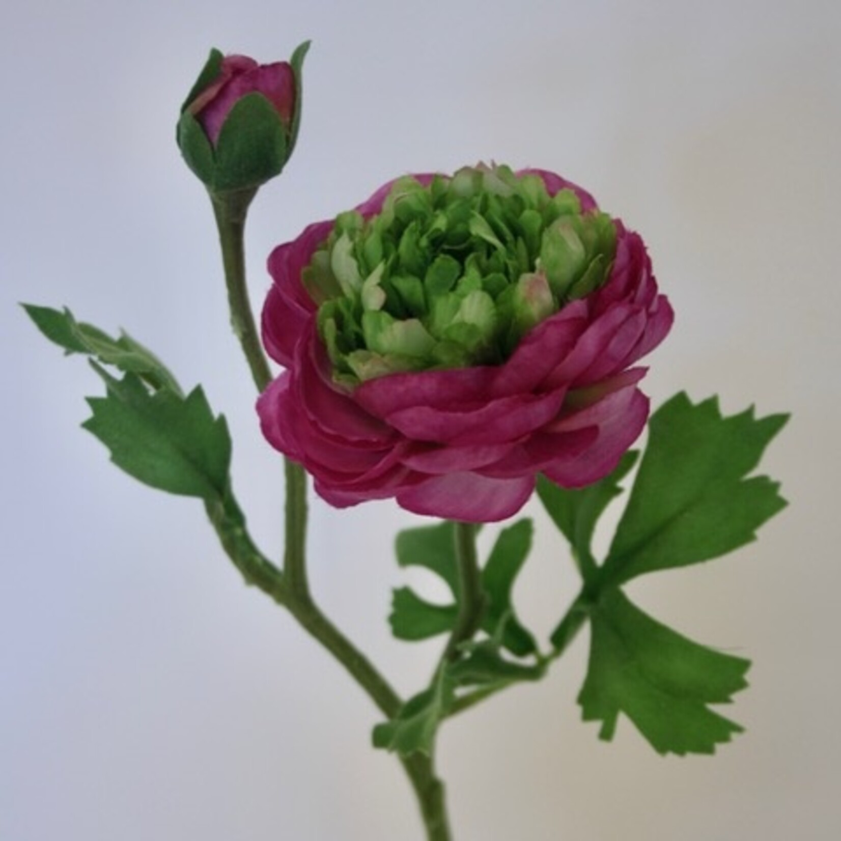RANUNCULUS VIOLETTA | PURPLE | 45 CM