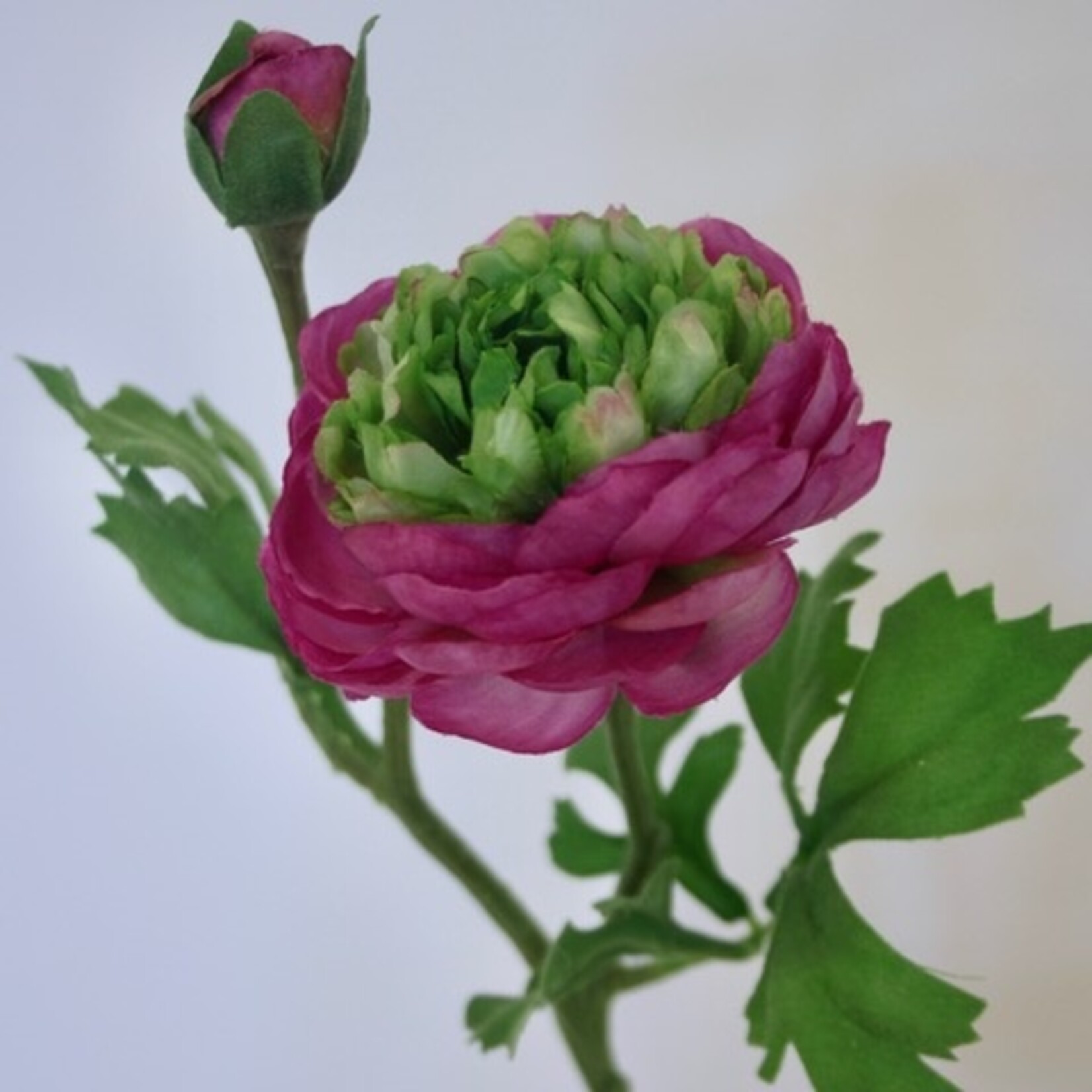 RANUNCULUS VIOLETTA | PURPLE | 45 CM