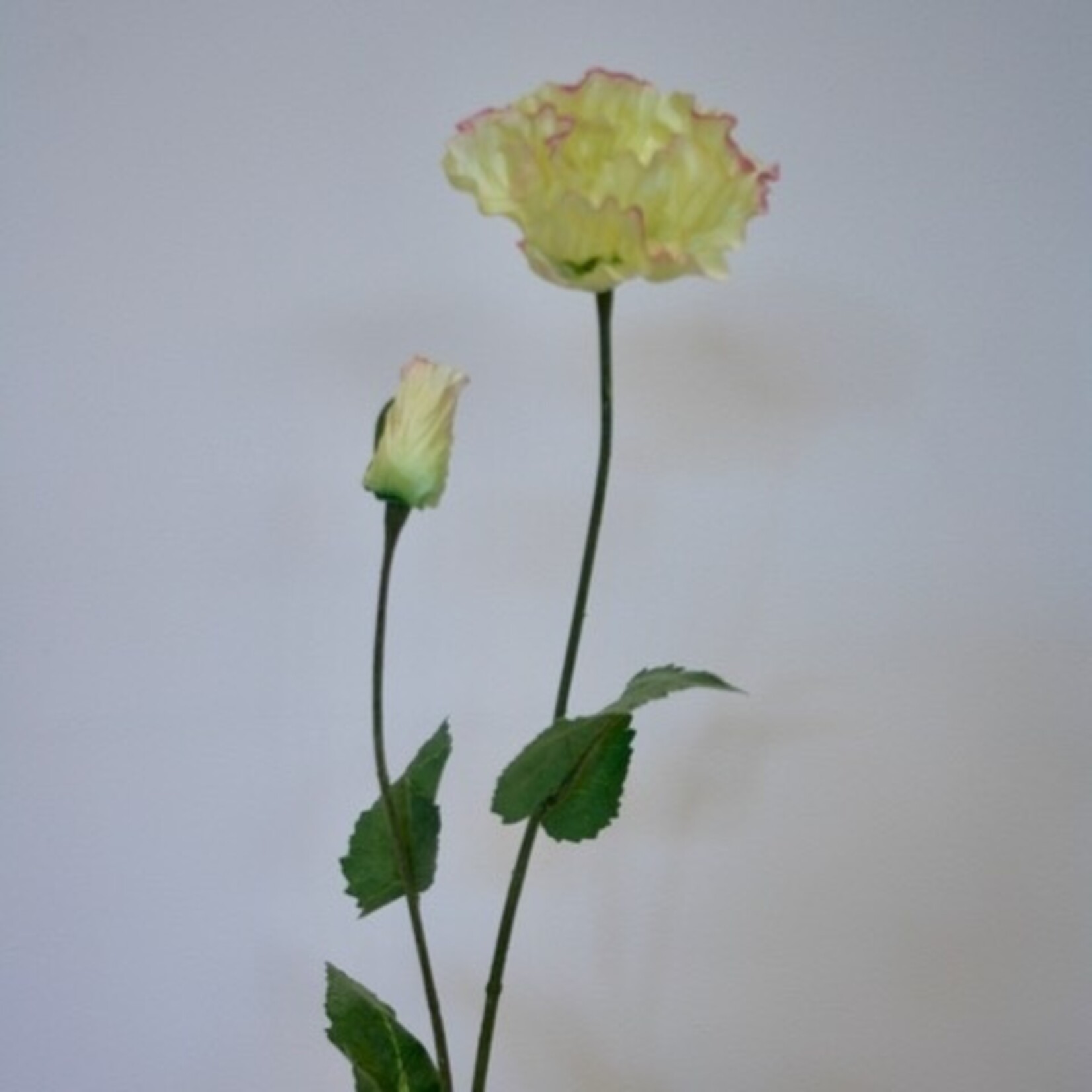 POPPY IN BUD APRICOT CHIFFON | YELLOW PINK | 73 CM