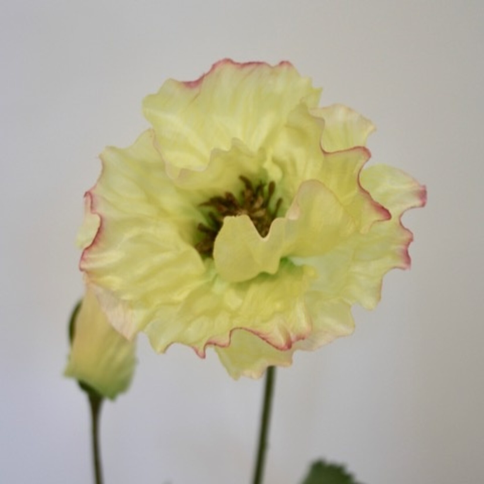 POPPY IN BUD APRICOT CHIFFON | YELLOW PINK | 73 CM