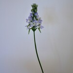 LELIE | BLAUW | 45 CM
