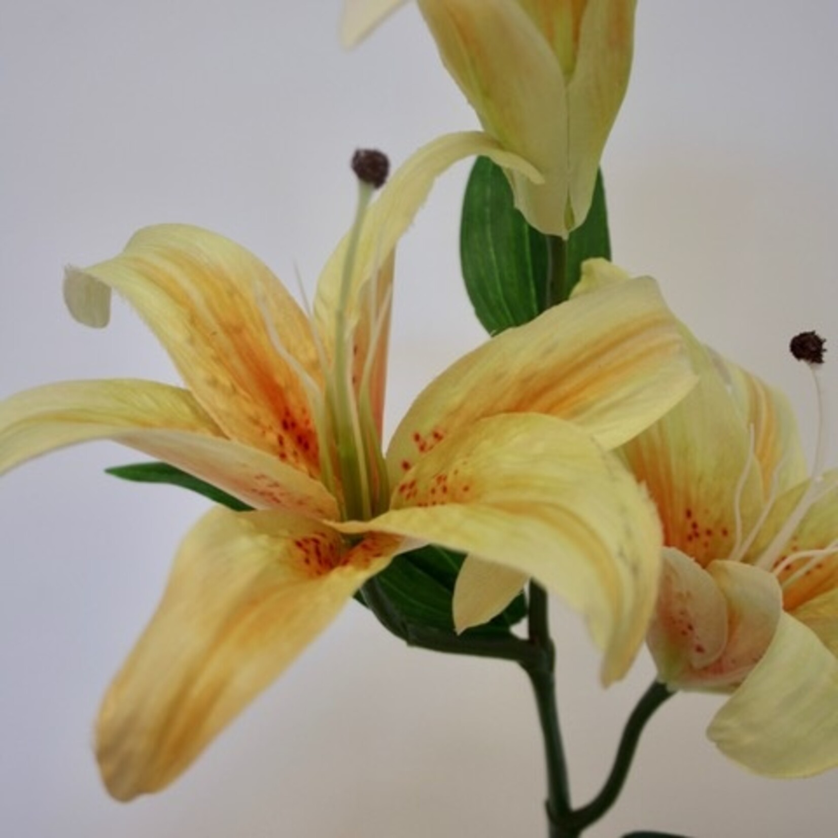 LELIE GOLD TWIN | GEEL | 88 CM