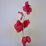 LATHYRUS | PINK | 50 CM
