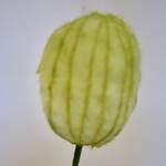 ZAADBOL ASCLEPIAS | GROEN | 22 CM