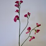 LATHYRUS | PINK | 64 CM