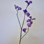 LATHYRUS | PURPLE | 64 CM