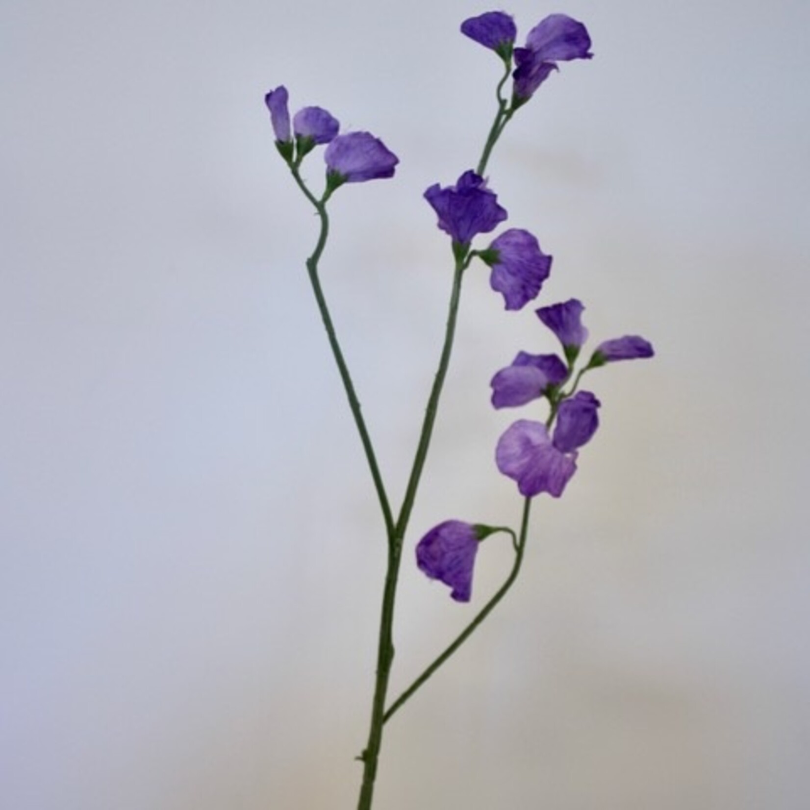 LATHYRUS | PURPLE | 64 CM