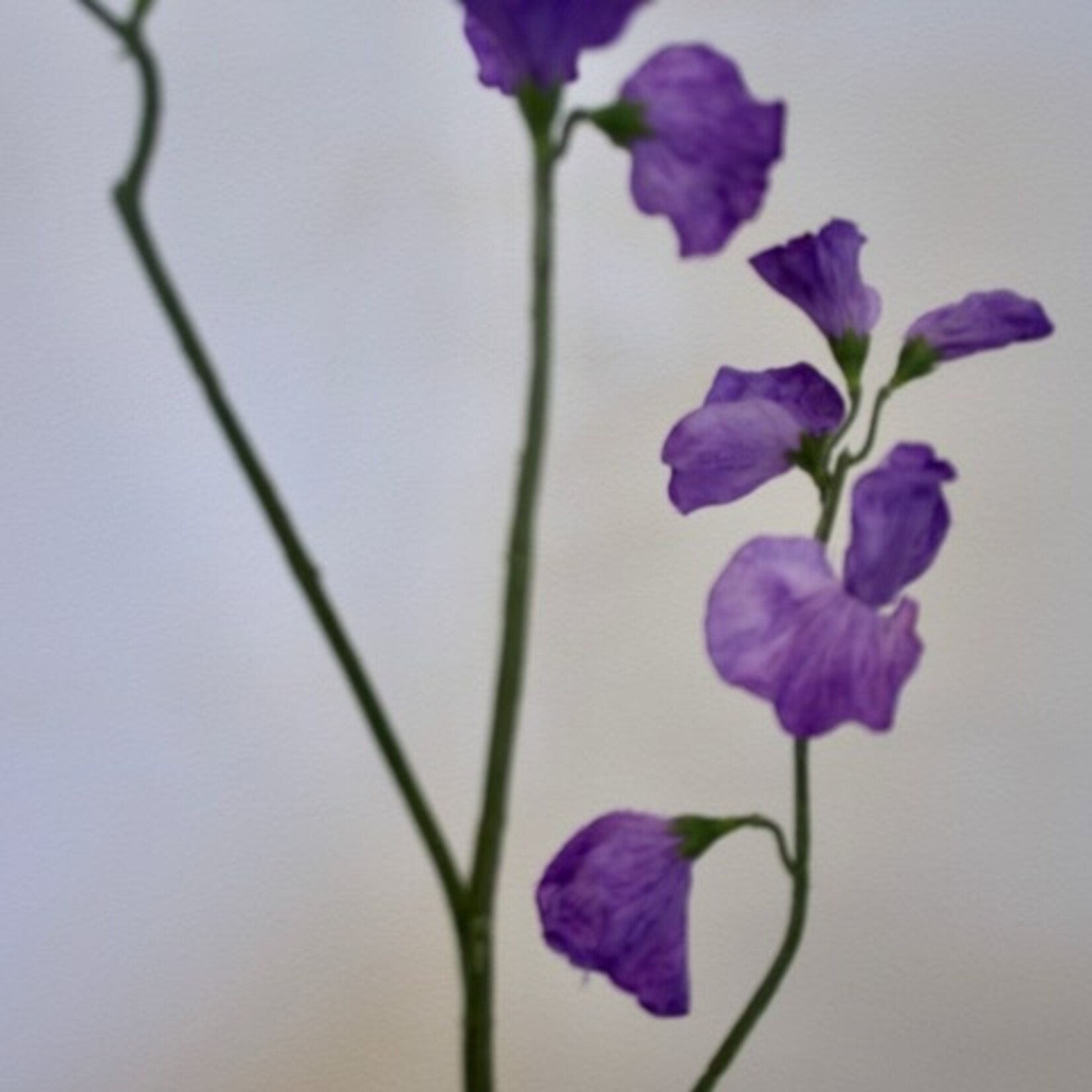 LATHYRUS | PAARS | 64 CM