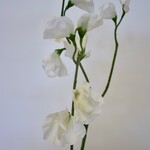 LATHYRUS | WIT | 64 CM