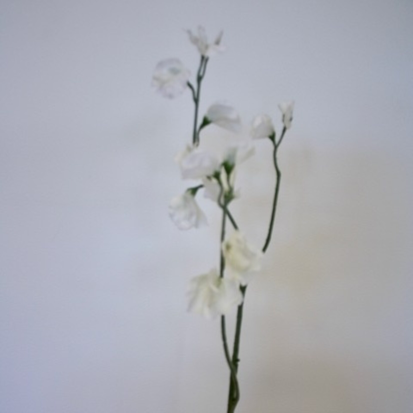 LATHYRUS | WHITE | 64 CM