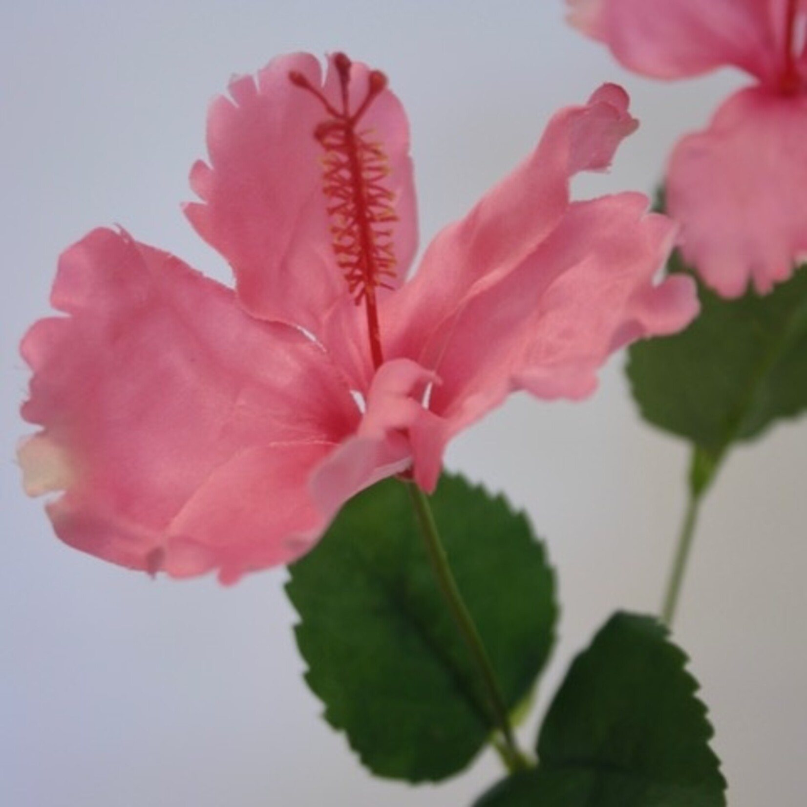 HIBISCUS 3X | PINK | 66 CM
