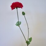 RANONKEL | ROZE | 62 CM