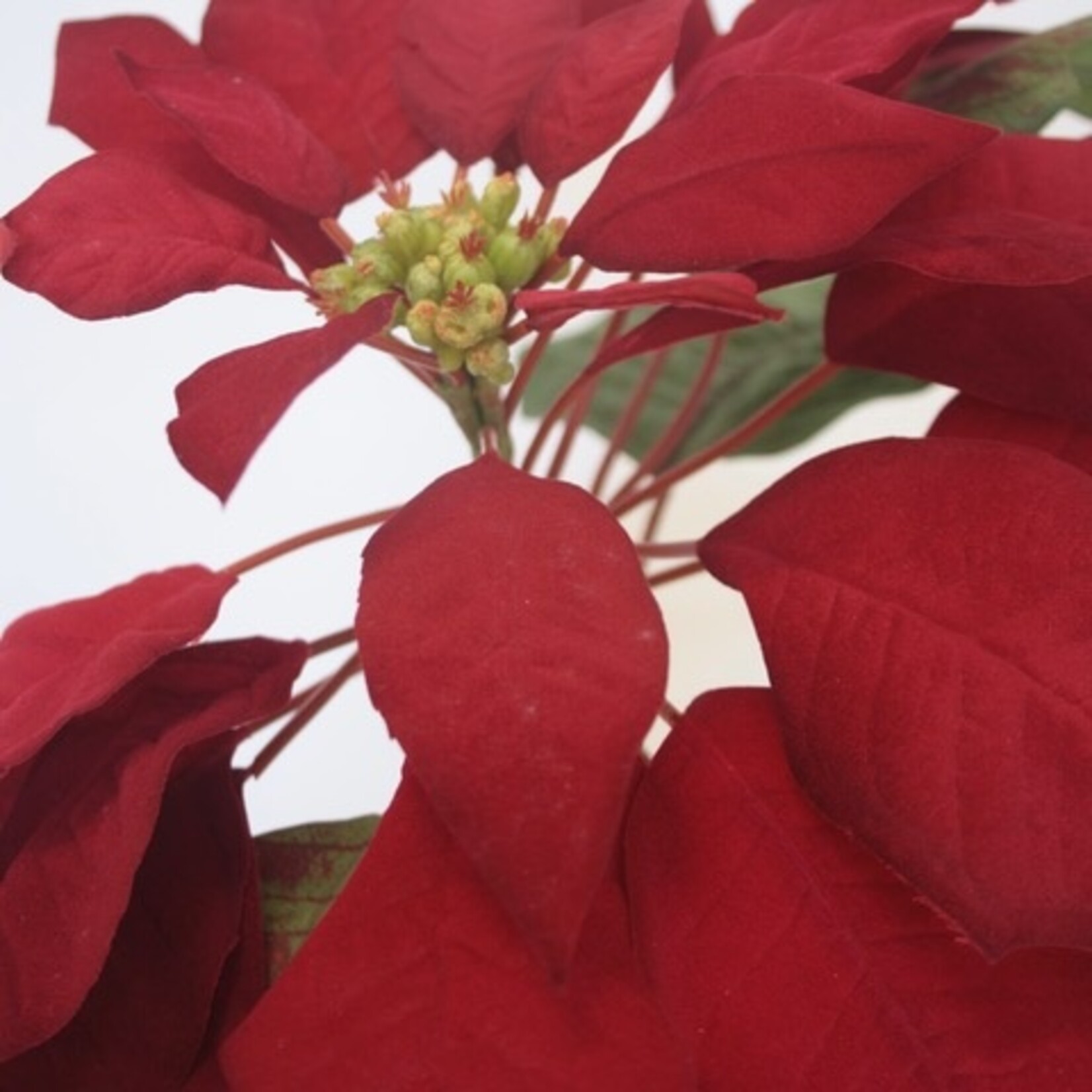 KERSTSTER |ROOD | 80 CM