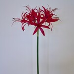 NERINE | ROZE | 67 CM
