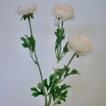 RANONKEL | WIT | 65 CM