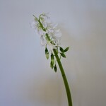 HYACINT | WIT | 57 CM