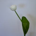 TULIP | WHITE | 45 CM