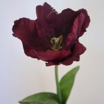 TULP | PAARS | 45 CM