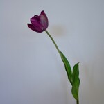 TULIP | PURPLE | 63 CM