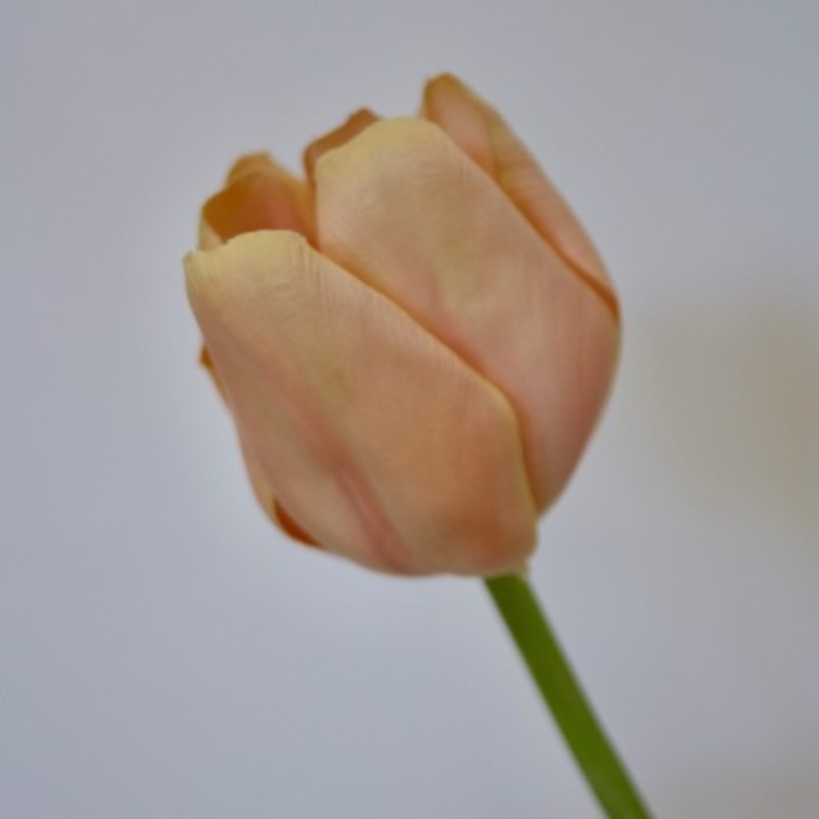 TULP JUMBO | ROZE | 67 CM