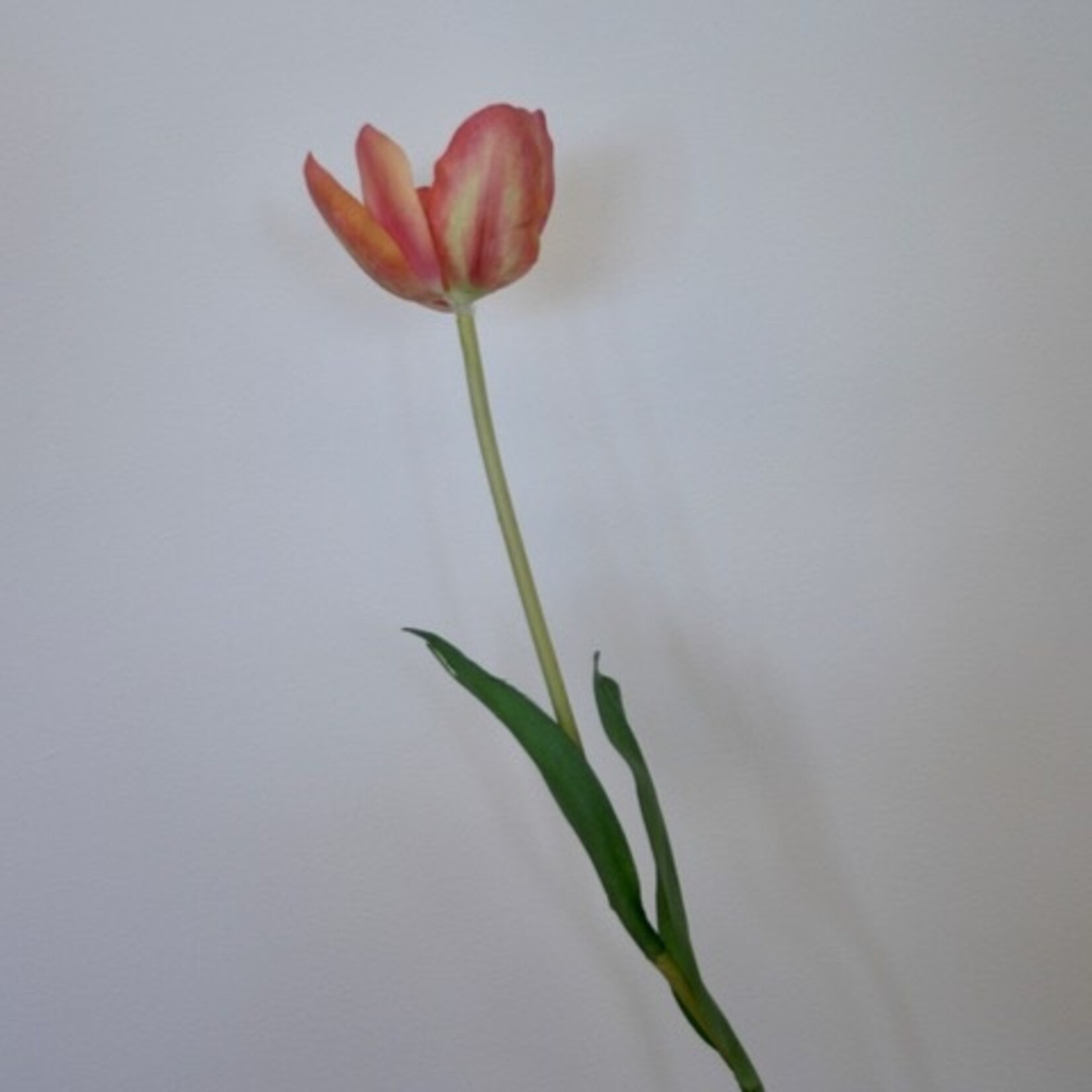 TULIP DORDOGNE | PINK ORANGE | 63 CM
