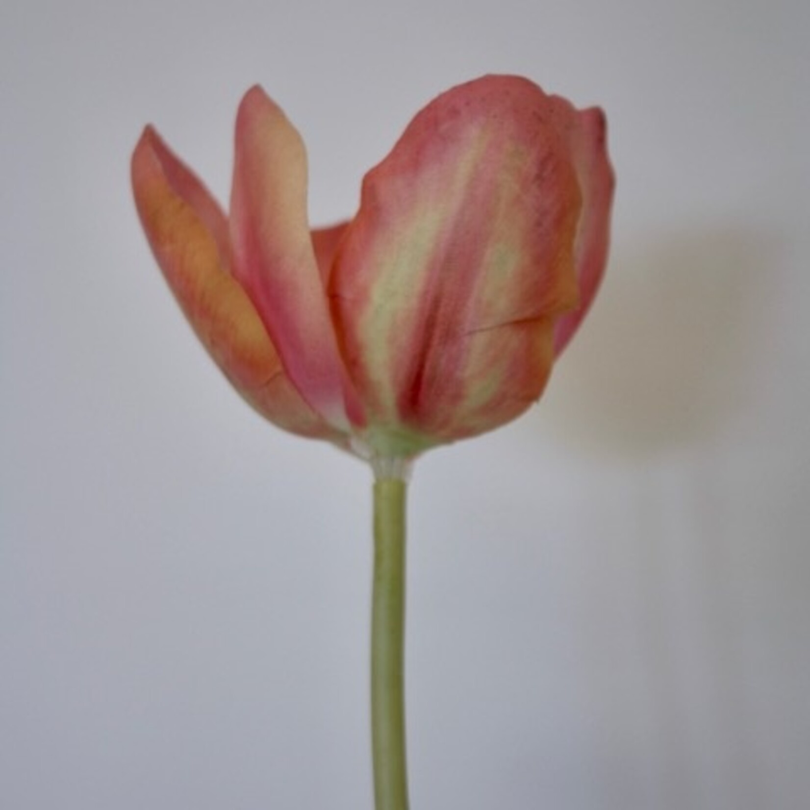 TULP DORDOGNE | ROZE ORANJE | 63 CM