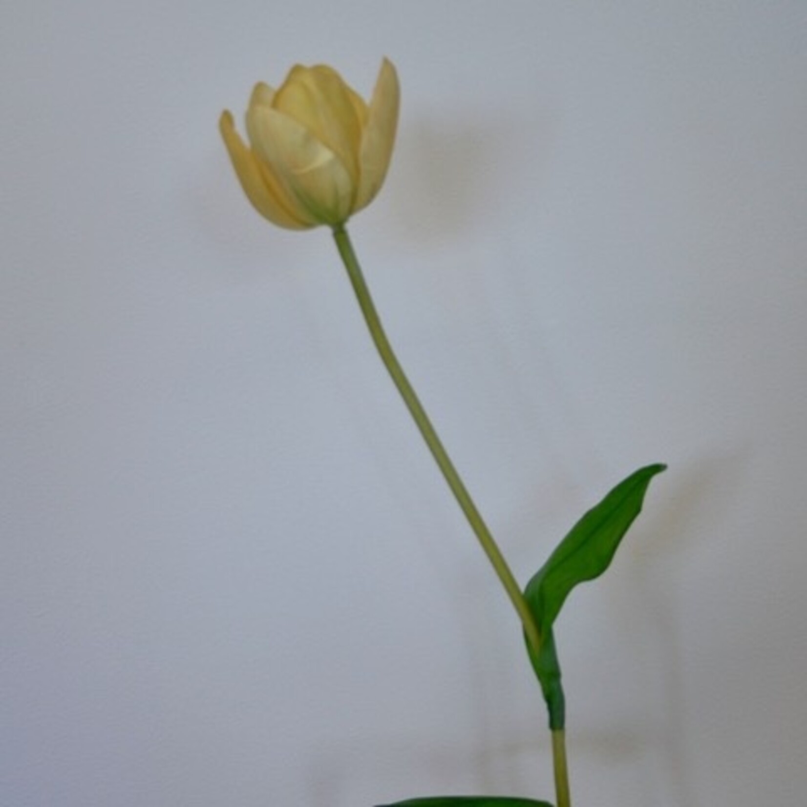 TULIP BATALINII | YELLOW | 63 CM