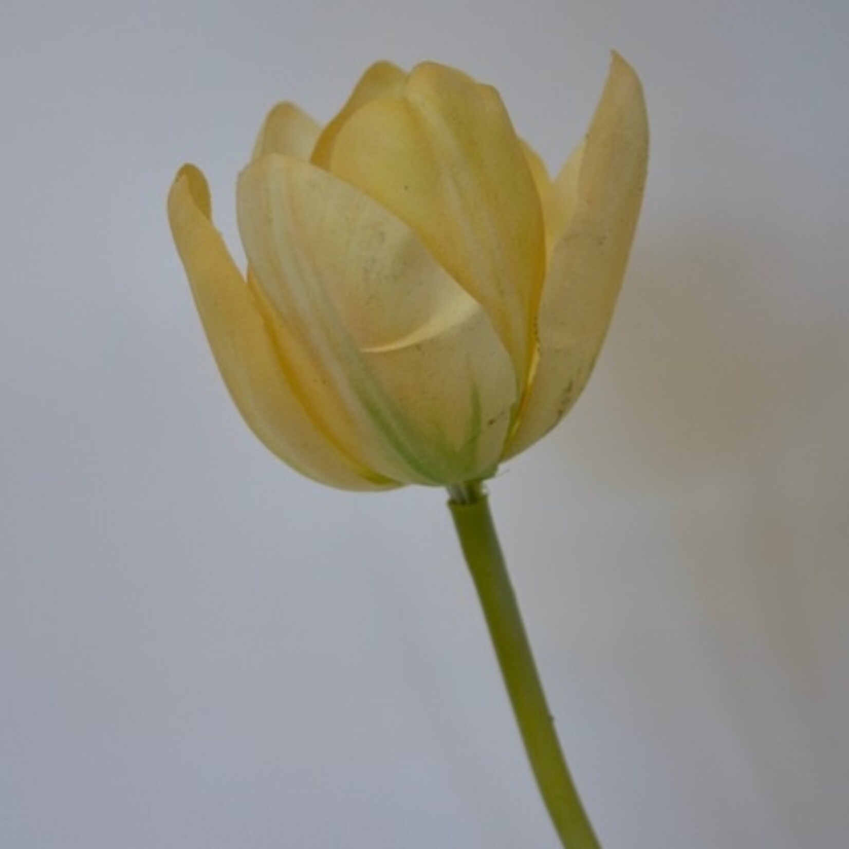 TULP BATALINII | GEEL | 63 CM
