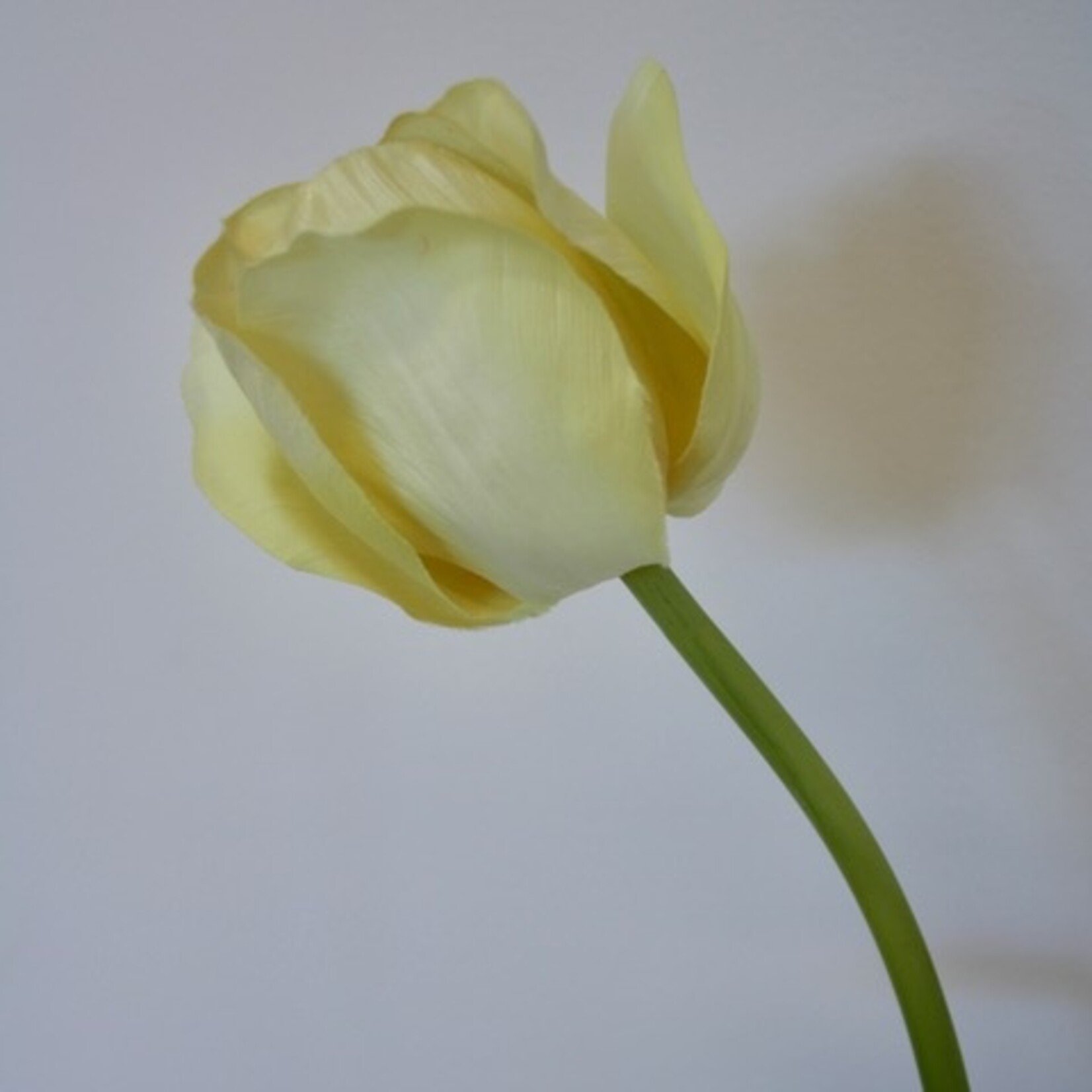 TULP CREME FRAICHE | CREME | 66 CM