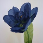 TULIP | BLUE  | 53 CM