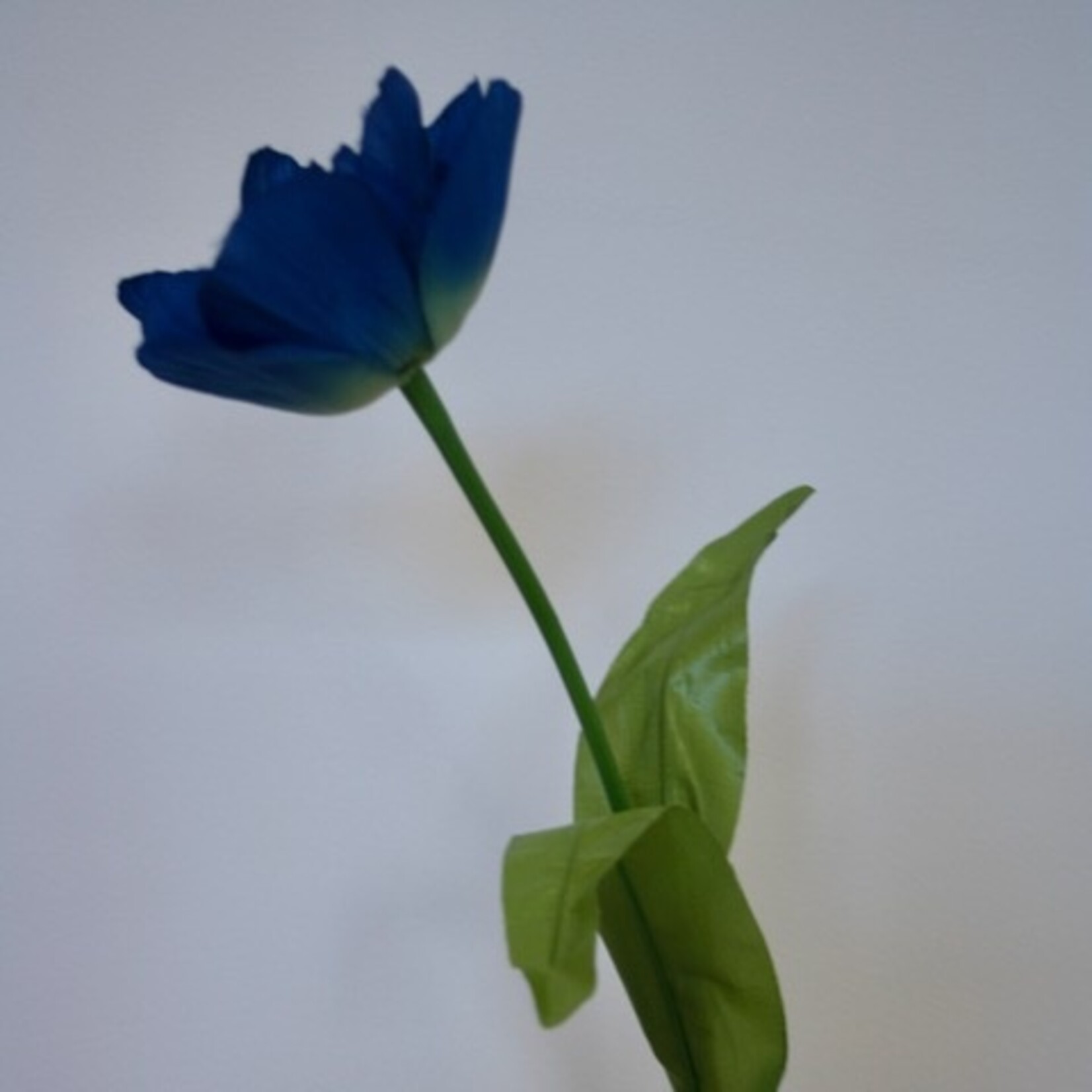 TULP ROYAL BLUE | BLAUW | 53 CM