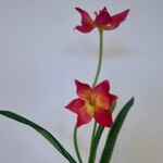 TULP | FUCHSIA | 41 CM