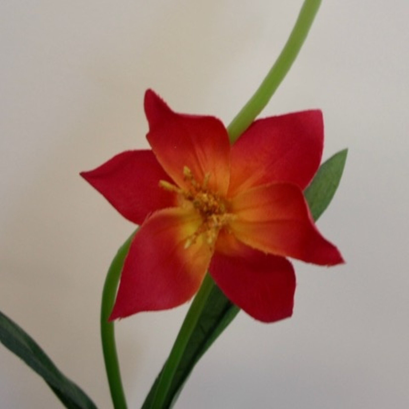 TULP | FUCHSIA | 41 CM