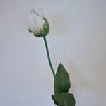 TULIP | WHITE GREEN  | 64 CM
