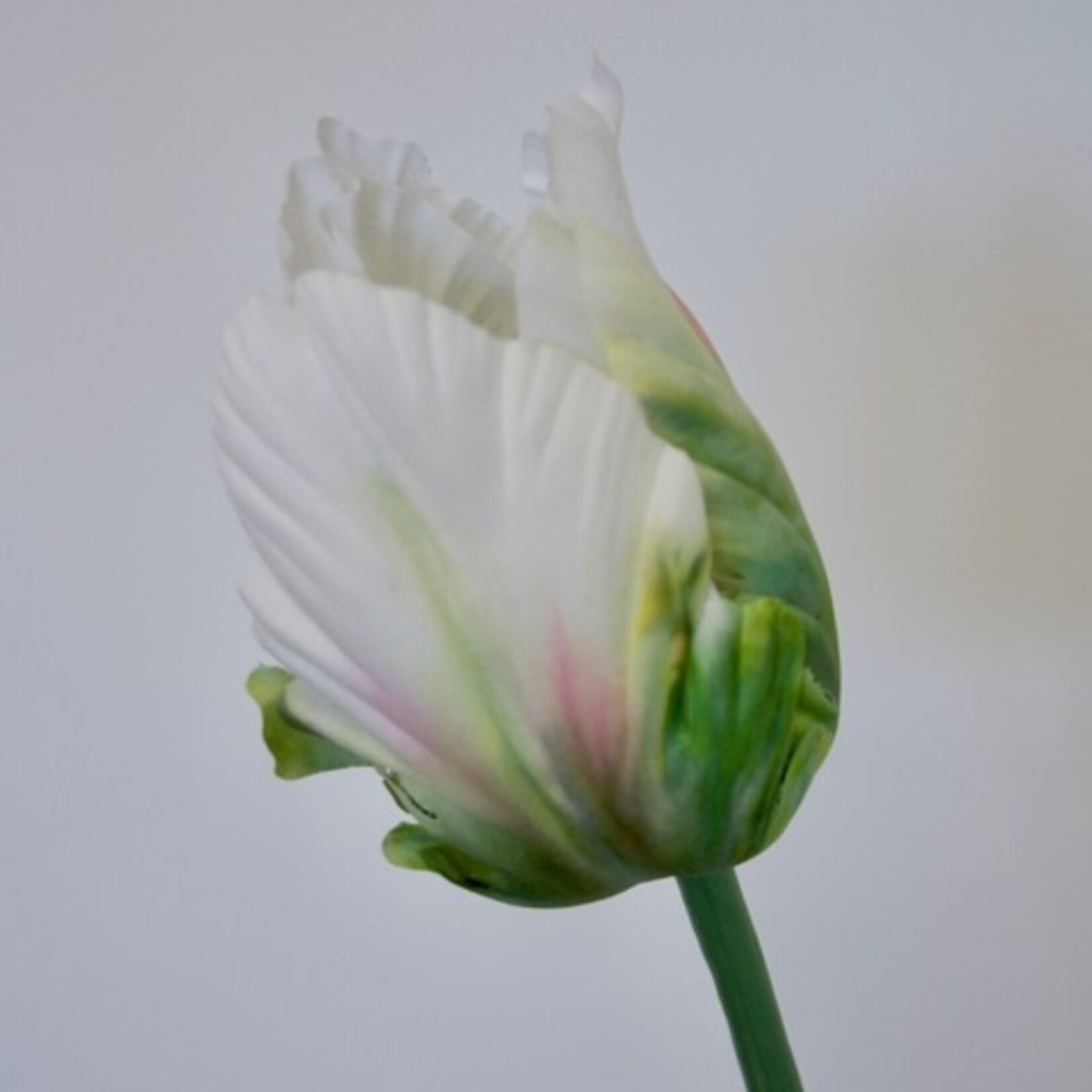 TULP WHITE REBEL | WIT GROEN | 64 CM